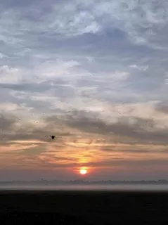 Sunrise in a foggy winter morning, a bird and insects can be seen