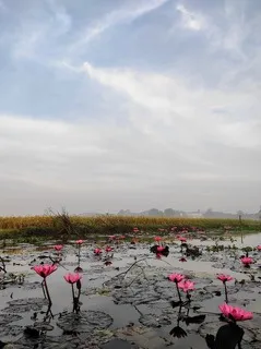 Pink Lotus flowers in a canal near a paddy/rice field in a winter morning