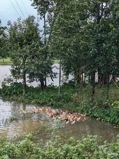 a flock of ducks swimming in a flooded area surrounded by trees.